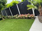 Pluimhortensia tinky winky, Ophalen of Verzenden, Zomer, Overige soorten, Volle zon