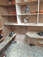 Duiven te koop, Dieren en Toebehoren, Vogels | Duiven, Meerdere dieren