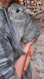 Twiggy is te koop, Chinchilla dwergkonijnen., Dieren en Toebehoren, Konijnen, Meerdere dieren, Dwerg, 0 tot 2 jaar