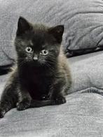 Te koop kitten zwart   kater, Kater