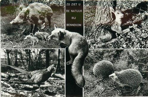 (387-052-019) Bennekom Zo ziet u de natuur, Verzamelen, Ansichtkaarten | Nederland, Gelderland, Voor 1920, Verzenden