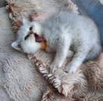 Britse Korthaar Kittens | Black Silver Shaded | Chinchilla, Dieren en Toebehoren, Meerdere dieren, Ontwormd, 0 tot 2 jaar
