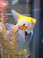 Koppel XXL maanvissen, Dieren en Toebehoren, Vis