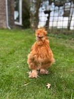 Zijdehoender haan (groot), Dieren en Toebehoren, Pluimvee, Mannelijk, Kip