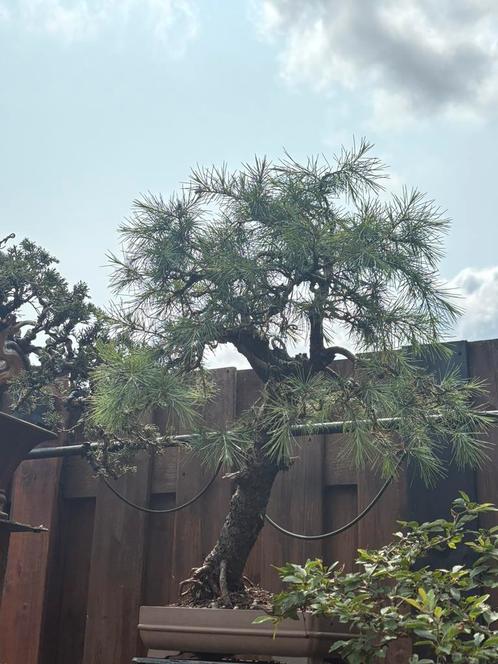 Pre bonsai cedrus deodara, Tuin en Terras, Planten | Bomen, Overige soorten, Ophalen