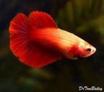 Betta vrouw halfmoon - Koidream Valburg, Vis, Zoetwatervis