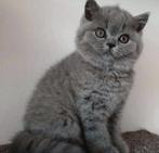 Prachtige volbloed Britse korthaar kittens, Meerdere dieren, Ontwormd, 0 tot 2 jaar