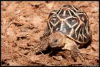 Gezocht vrouwelijke Geochelone Elegans (sterschildpad), Dieren en Toebehoren, Reptielen en Amfibieën, Schildpad, 3 tot 6 jaar