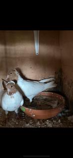 Hoogvliegers, Dieren en Toebehoren, Vogels | Duiven, Mannelijk
