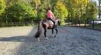 Mishpa - De ruiter en het paard samen, Diensten en Vakmensen, Dieren | Paarden | Verzorging, Oppas en Les, Paardrijles of Ponykampen