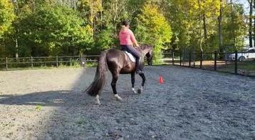 Mishpa - De ruiter en het paard samen  beschikbaar voor biedingen