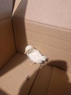 Kuikens witte leghorn, Dieren en Toebehoren, Pluimvee, Meerdere dieren, Kip