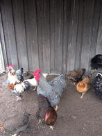 Hanen, Mannelijk, Kip