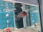 Flowerhorn Red Pearl Cichlide nr.2, Vis, Zoetwatervis