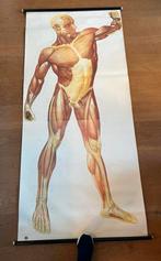Vintage schoolplaat Anatomie, Antiek en Kunst, Antiek | Schoolplaten, Ophalen of Verzenden, Overige thema's