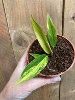 Philodendron caramal marble aurea yellow variegata plant, Huis en Inrichting, Kamerplanten, Ophalen, Overige soorten, Minder dan 100 cm