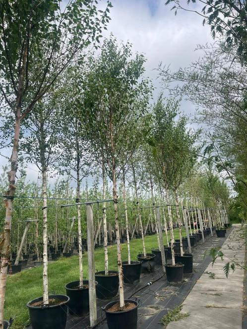 Betula berkenbomen in verschillende soorten en maten, Tuin en Terras, Planten | Bomen, Overige soorten, Minder dan 100 cm, Ophalen of Verzenden