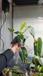 Monstera siltepecana el salvador, Ophalen, Overige soorten, Minder dan 100 cm