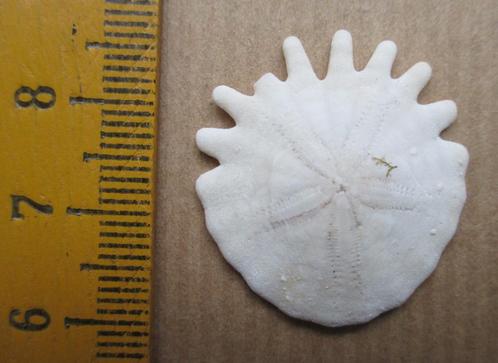 fossiele zee-egel Heliophora orbiculus, Plioceen Marokko, Verzamelen, Mineralen en Fossielen, Fossiel, Verzenden
