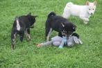 Shiba inu pups 3 verschillende kleuren 💖💖💖, Dieren en Toebehoren, Rabiës (hondsdolheid), 15 weken tot 1 jaar, Overige rassen