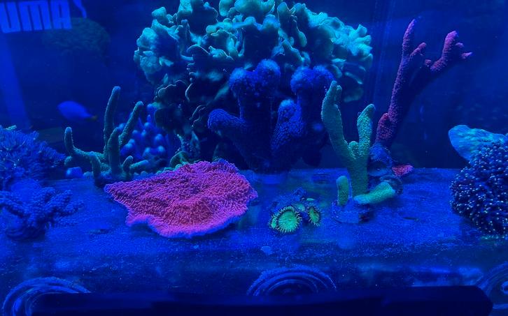 Koralen pakket, Dieren en Toebehoren, Vissen | Aquariumvissen, Zoutwatervis, Overige typen