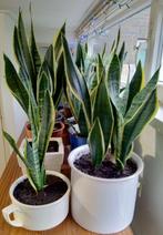 Sanseveria’s Luchtzuiverende kamerplanten., Overige soorten, Minder dan 100 cm, Halfschaduw, In pot