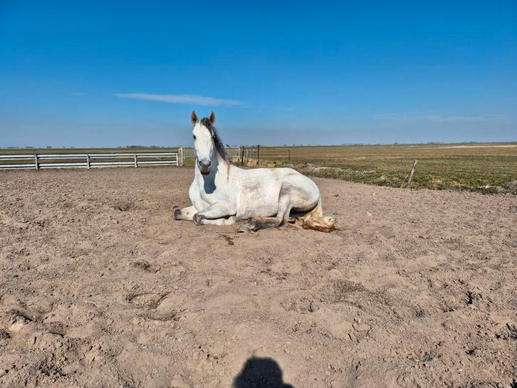 Spaanse schimmel / PRE / Cruzado / Andalusier, Dieren en Toebehoren, Paarden, Merrie, Dressuurpaard, Ingeënt