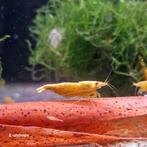 Gele | Yellow Fire Neon Backline neocaridina garnalen, Dieren en Toebehoren, Vissen | Aquariumvissen, Kreeft, Krab of Garnaal