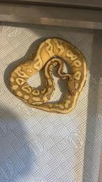 3.0 python regius nk24, Dieren en Toebehoren, Reptielen en Amfibieën, Slang, 3 tot 6 jaar