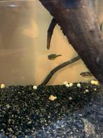 2 x Dwerg kogel visjes, Dieren en Toebehoren, Vissen | Aquariumvissen, Zoetwatervis