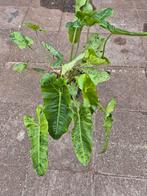 Philodendron Paraiso Verde P24 XXL, Huis en Inrichting, Kamerplanten, Ophalen of Verzenden, Halfschaduw, Minder dan 100 cm