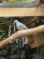 diamantduif, Vrouwelijk