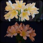 Clivia plantje, kruising Light Yellow x Pink Peach Bonny, Bloeiende kamerplant, Ophalen of Verzenden, Volledige schaduw, Minder dan 100 cm