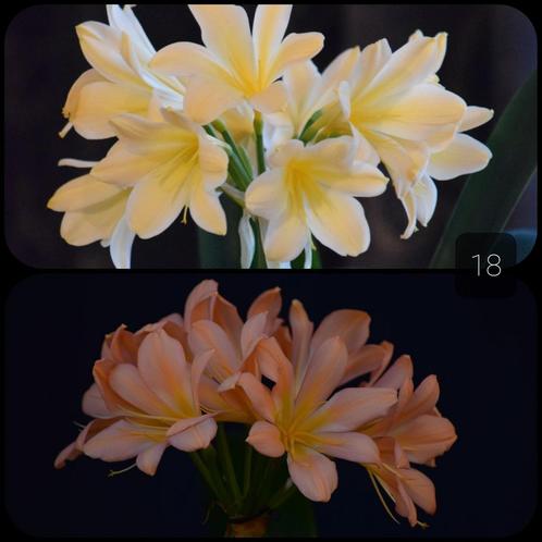 Clivia plantje, kruising Light Yellow x Pink Peach Bonny, Huis en Inrichting, Kamerplanten, Minder dan 100 cm, Bloeiende kamerplant