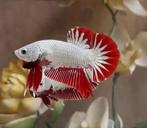 Betta vrouw short tail plakat - Koidream Valburg, Dieren en Toebehoren, Vissen | Aquariumvissen, Zoetwatervis, Vis