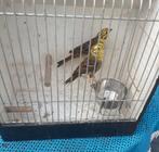 Koppel Geelgors, Dieren en Toebehoren, Vogels | Kanaries, Meerdere dieren