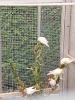 Distelvinken putters, Dieren en Toebehoren, Vogels | Overige Vogels
