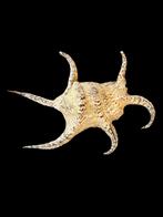 Grote Lambis Harpago Chiragra Spider shell Spin schelp, Ophalen of Verzenden, Schelp(en)