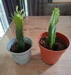 Cowboy cactus., Huis en Inrichting, Ophalen, Cactus, Volle zon, Minder dan 100 cm