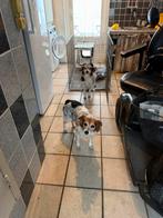 2 lieve boerenfox teefjes (11 jaar), 6 jaar of ouder, Teef, Meerdere, Klein