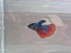 Betta man HM / Delta - kempvis, Dieren en Toebehoren, Vis