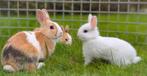 Schattige jonge dwerg konijntjes te koop, Dieren en Toebehoren, Konijnen, Meerdere dieren, Dwerg, 0 tot 2 jaar