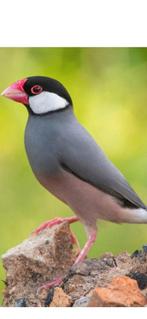 Gezocht rijstvogel popje, Dieren en Toebehoren, Vrouwelijk