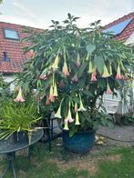 Te koop: Grote Datura’s / Brugmansia’s, Vaste plant, Halfschaduw, Zomer, Ophalen