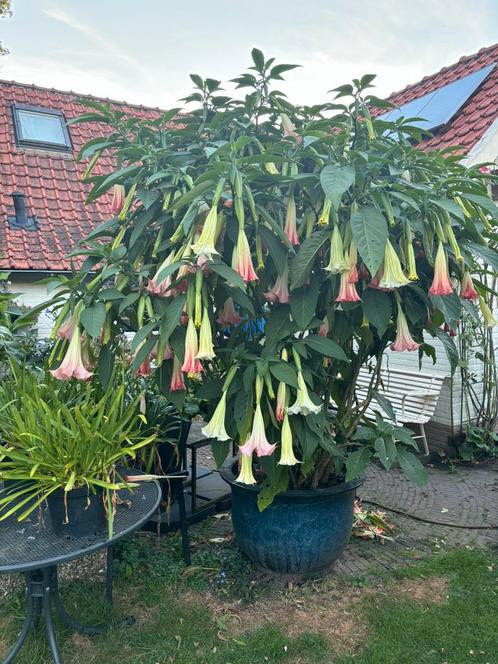 Te koop: Grote Datura’s / Brugmansia’s, Tuin en Terras, Planten | Tuinplanten, Vaste plant, Overige soorten, Halfschaduw, Zomer