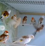 te koop major putters mooie vogels