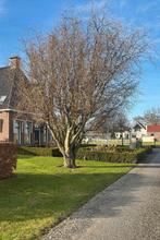 Takken van een kronkel wilg, Bloeit niet, Overige soorten, 250 tot 400 cm, Ophalen