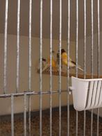 Harlekijn kanarie  23 24 25, Dieren en Toebehoren, Vogels | Kanaries, Mannelijk