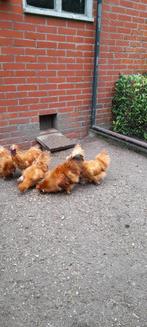 zijdehoenders, Dieren en Toebehoren, Pluimvee, Meerdere dieren, Kip