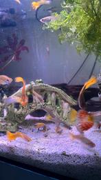 Guppy’s 10 voor €7,50, Dieren en Toebehoren